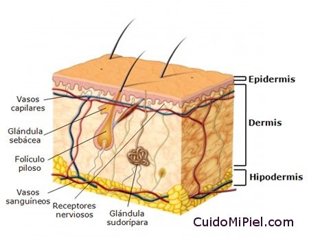 Hipodermis - Estructura de la Piel - Capas